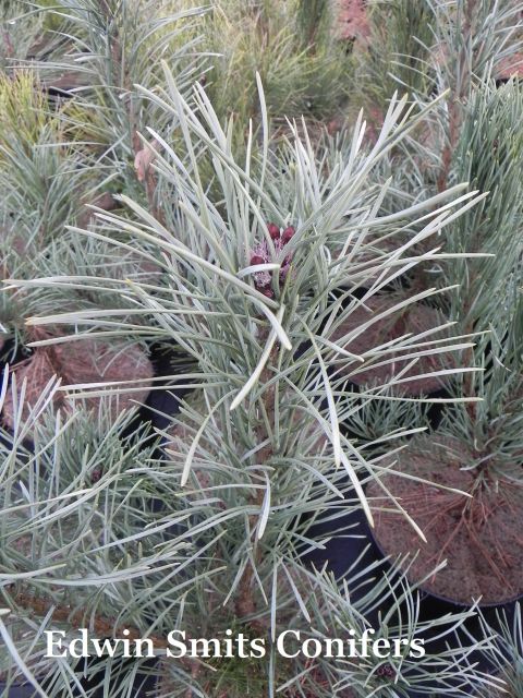 Pinus sylvestris 'Bonna'